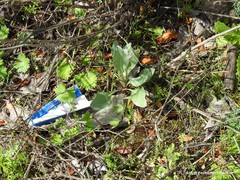 Cynoglossum cheirifolium