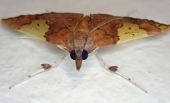 Atelocentra chloraspis