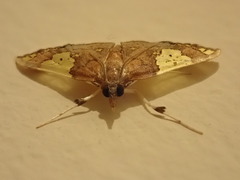Atelocentra chloraspis