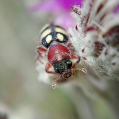 Enoclerus triplagiatus