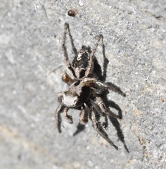 Habronattus cuspidatus