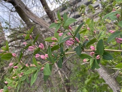 Lonicera × bella
