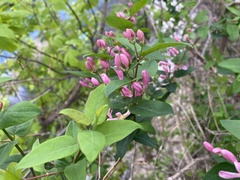 Lonicera × bella