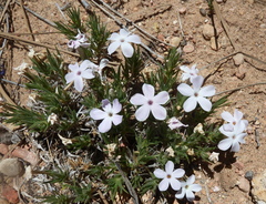 Phlox gladiformis