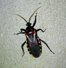 Brontostoma colossus