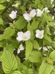 Rhodotypos scandens