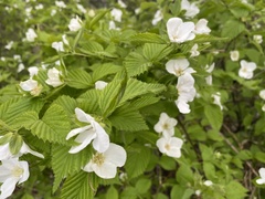 Rhodotypos scandens