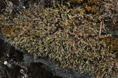 Racomitrium heterostichum