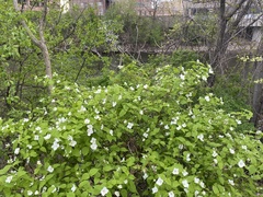 Rhodotypos scandens