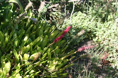Aechmea gamosepala
