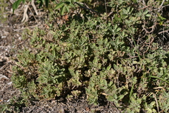 Coleus neochilus