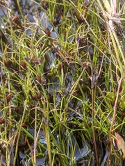 Juncus bulbosus