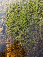 Juncus bulbosus