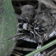Habronattus cuspidatus