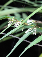 Pentasachme caudatum