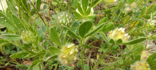 Anthyllis cornicina (Anthyllis cornicina)