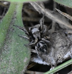 Habronattus cuspidatus
