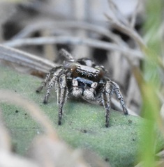 Habronattus cuspidatus