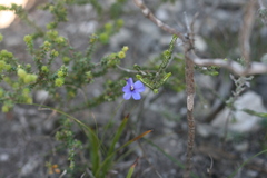 Aristea anceps
