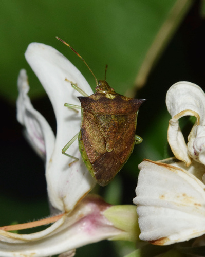 Justicia adhatodoides, photograph 4