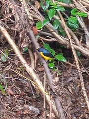 Euphonia laniirostris