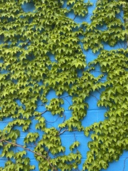 Parthenocissus