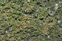 Claopodium bolanderi