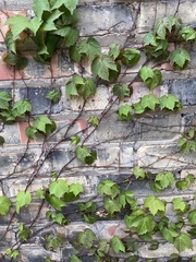 Parthenocissus