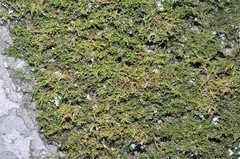 Claopodium bolanderi