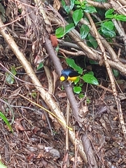 Euphonia laniirostris