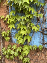 Parthenocissus