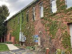 Parthenocissus