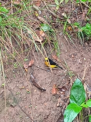 Euphonia laniirostris