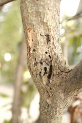 Synanthedon rhododendri