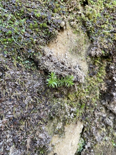 Image of Huperzia porophila by (c) Brandon Corder, some rights reserved (CC BY)