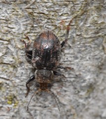 Xanthonia decemnotata