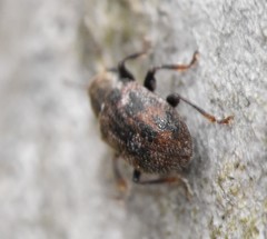 Xanthonia decemnotata