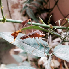 Anisoscelis marginellus