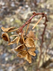 Rubus idaeus