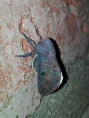 Psilopygida crispula