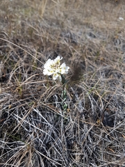 Noccaea cochleariformis