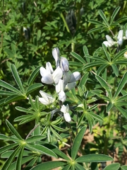 Lupinus albus