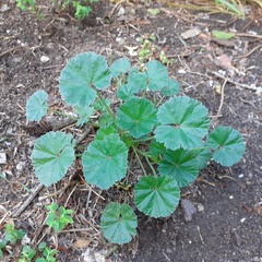 Malva
