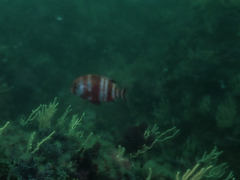 Chrysoblephus gibbiceps