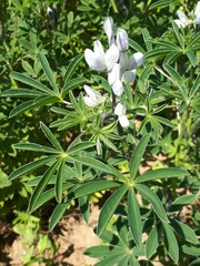 Lupinus albus