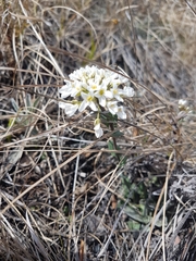 Noccaea cochleariformis