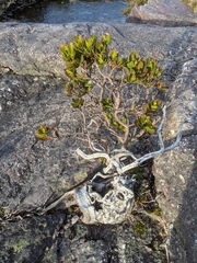 Eucalyptus vernicosa