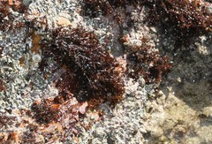 Gelidium pristoides