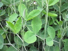 Lathyrus grandiflorus