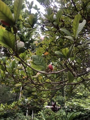 Synsepalum dulcificum